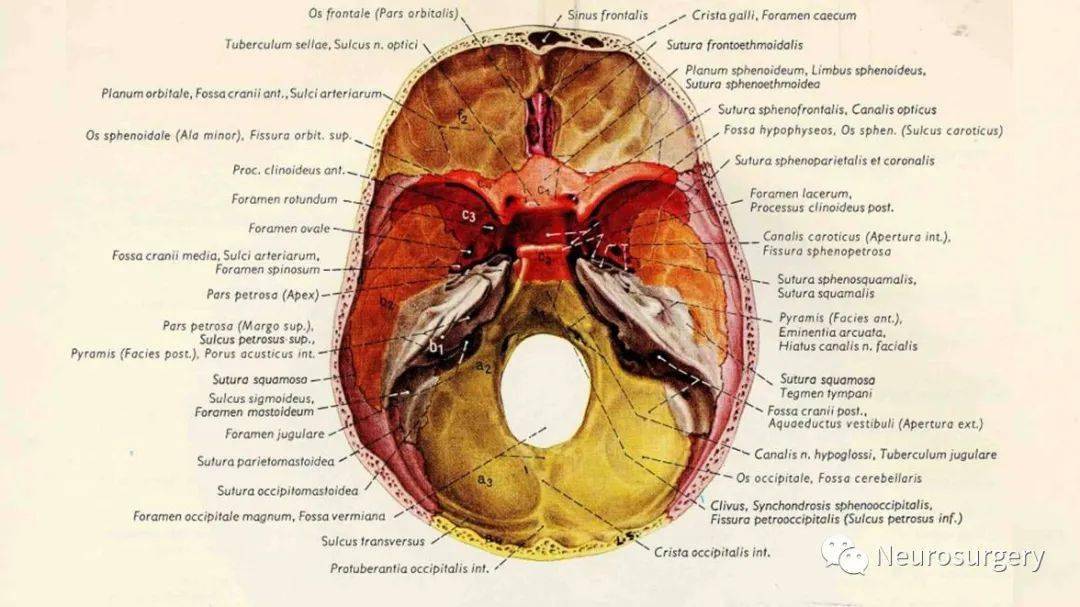 【视频 课件】颅骨详细解剖