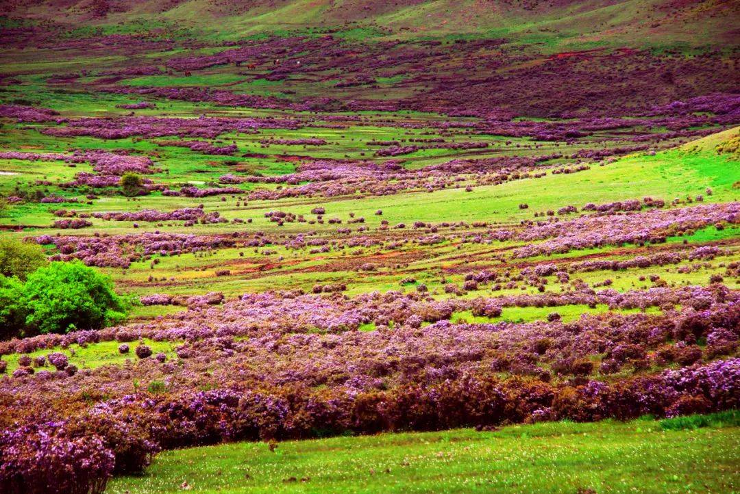 兰坪大羊场 罗德胜 摄