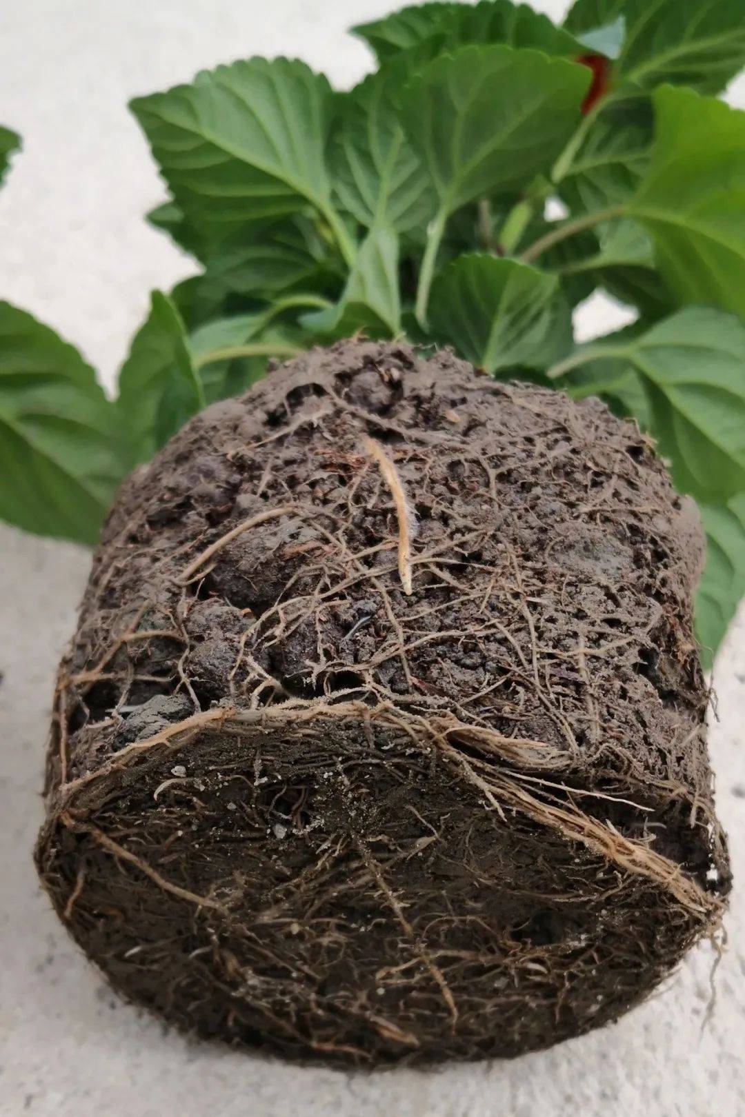 花卉根腐根颈腐的识别与防治