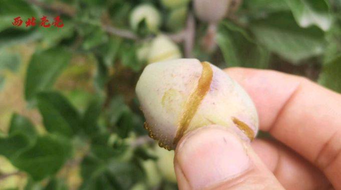 甘肃天水连日大雨导致亮亮家西梅大量裂果坏果损失太大了