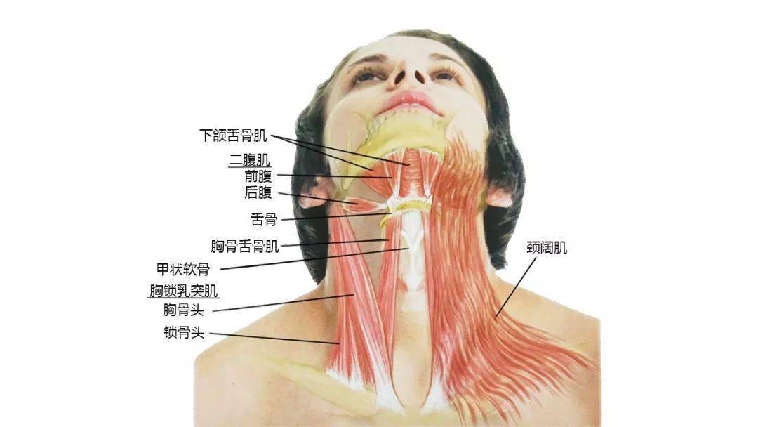 请收藏!超赞的高清头颈部骨骼及肌肉图谱