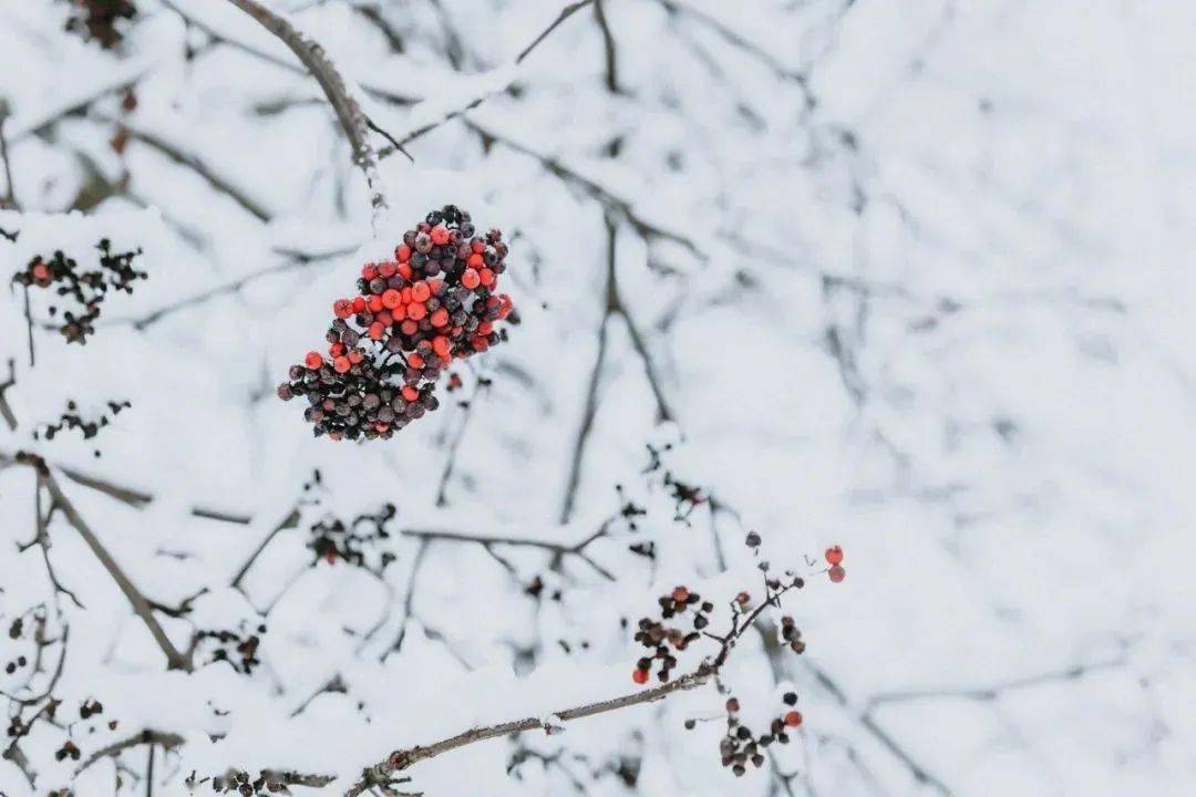 時光驚雪雪落成詩