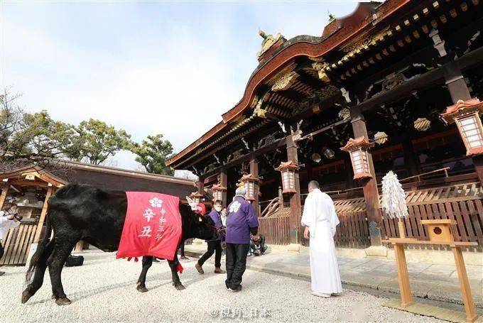 日本佳子公主迎來26歲生日每12年一次牛參拜北野天滿宮