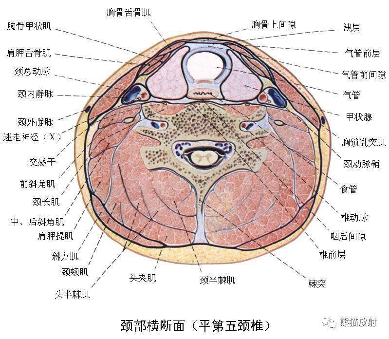 顱面頸部顱面骨眼眶腮腺等詳細解剖圖譜