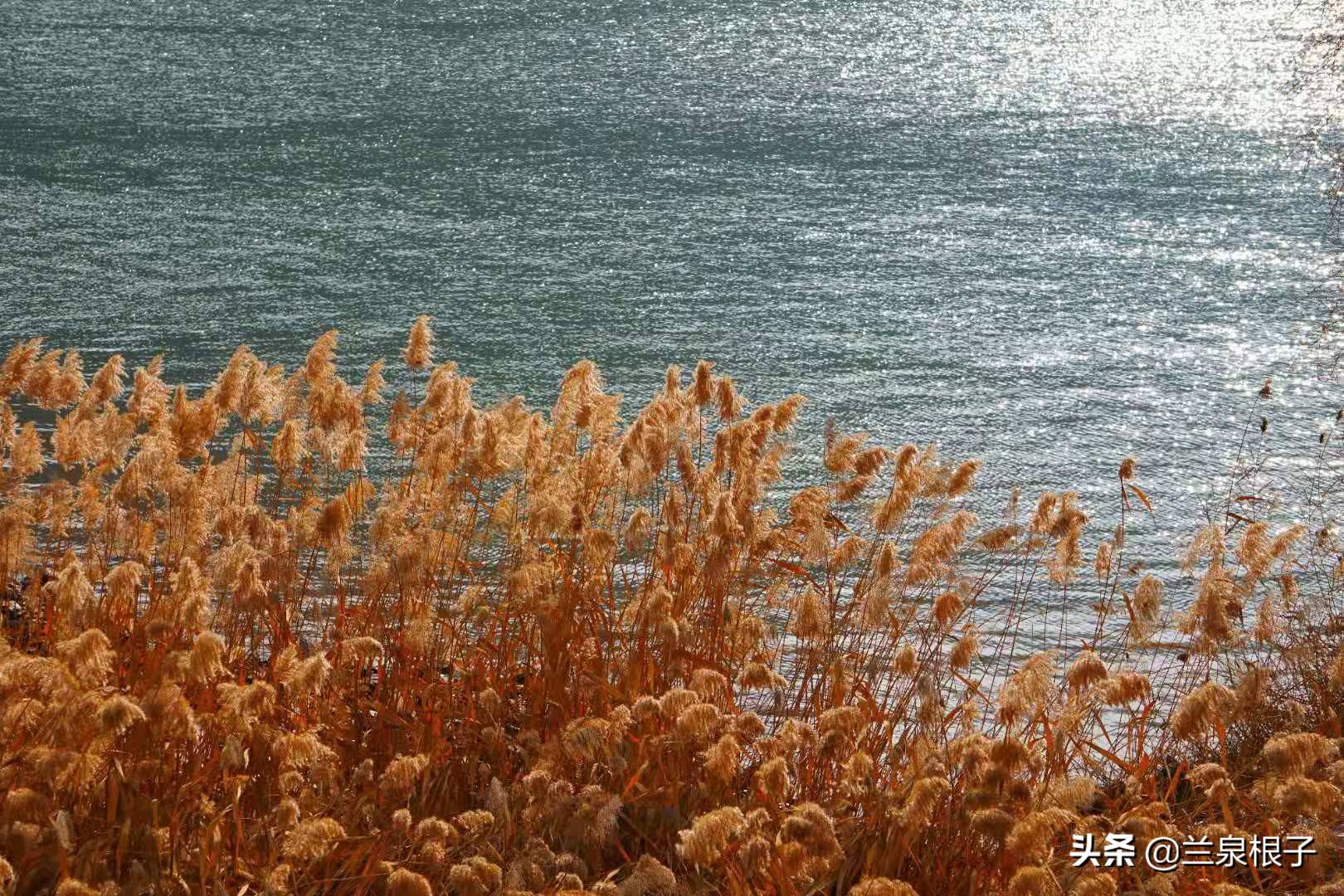 黄河边唯美绝伦芦苇荡漾 形成靓丽的一道风景线