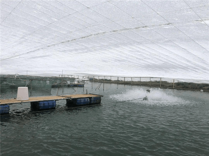 车志强表示,应对寒潮,越冬棚作用仍有一定的局限性,不能保证塘内水产
