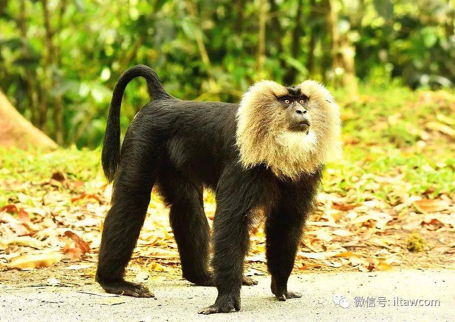 濒危的灵长类动物狮尾猴