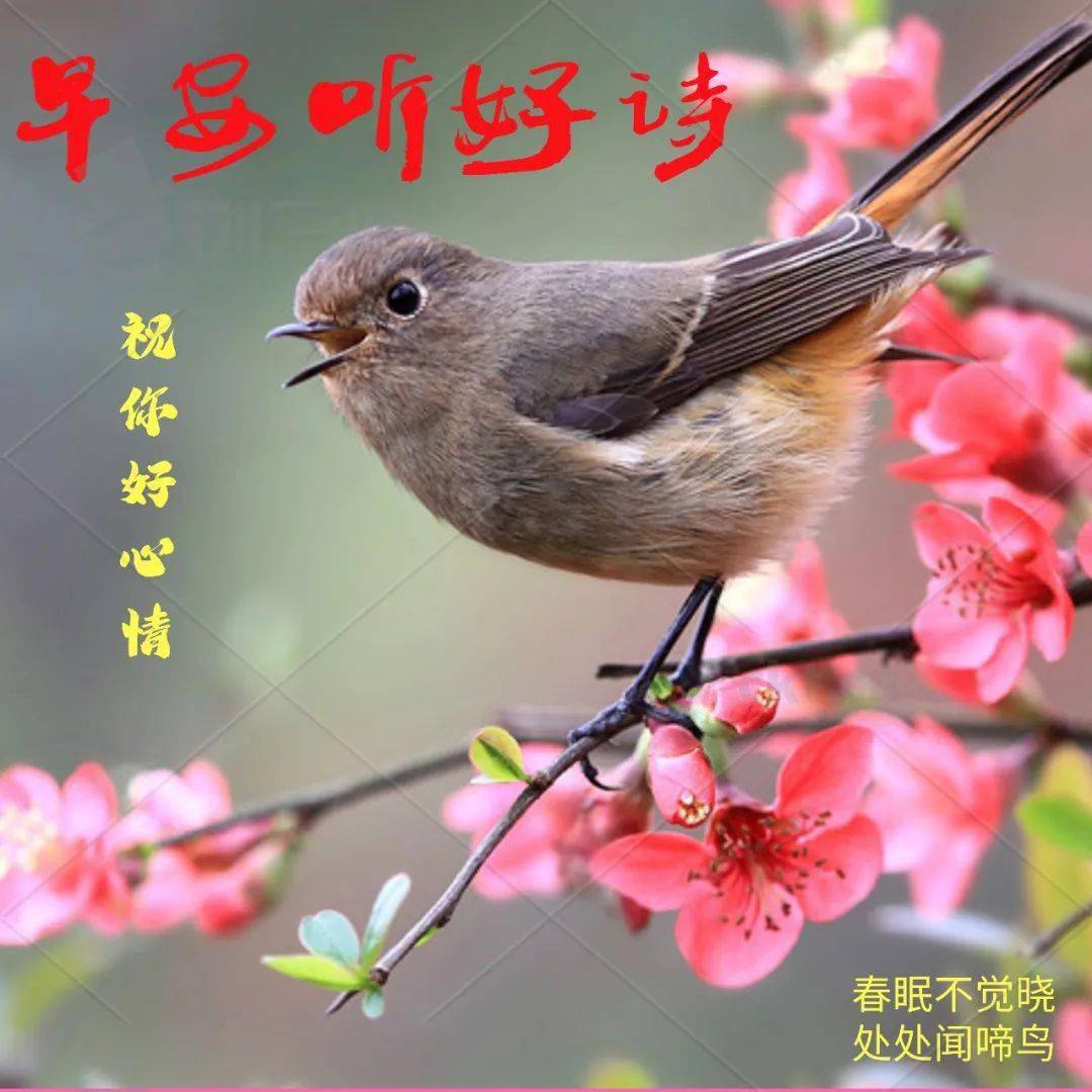 早安唧唧复唧唧