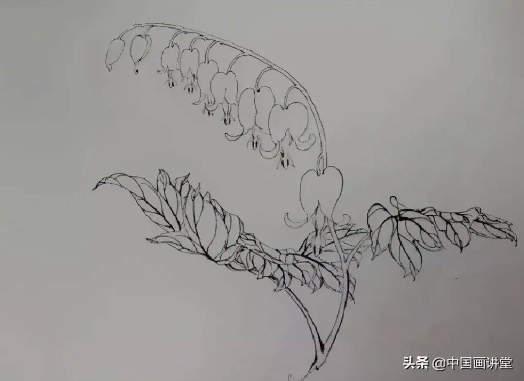 工笔画教程:荷包牡丹