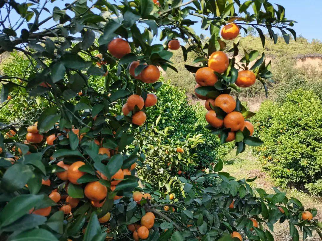 河源这个村有30万斤砂糖橘滞销志愿者掀助农热潮