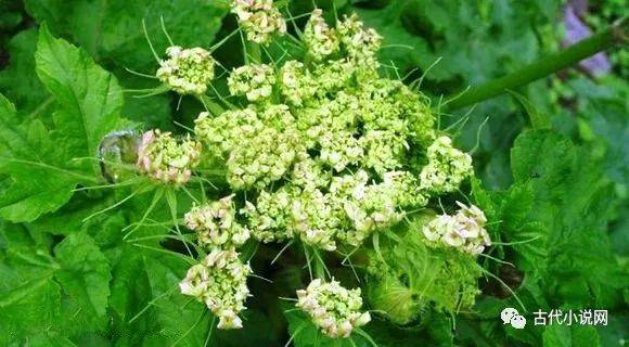 通过宝玉的口说出"那香的是杜若蘅芜",其中,蘅芜,是两种植物"杜衡","