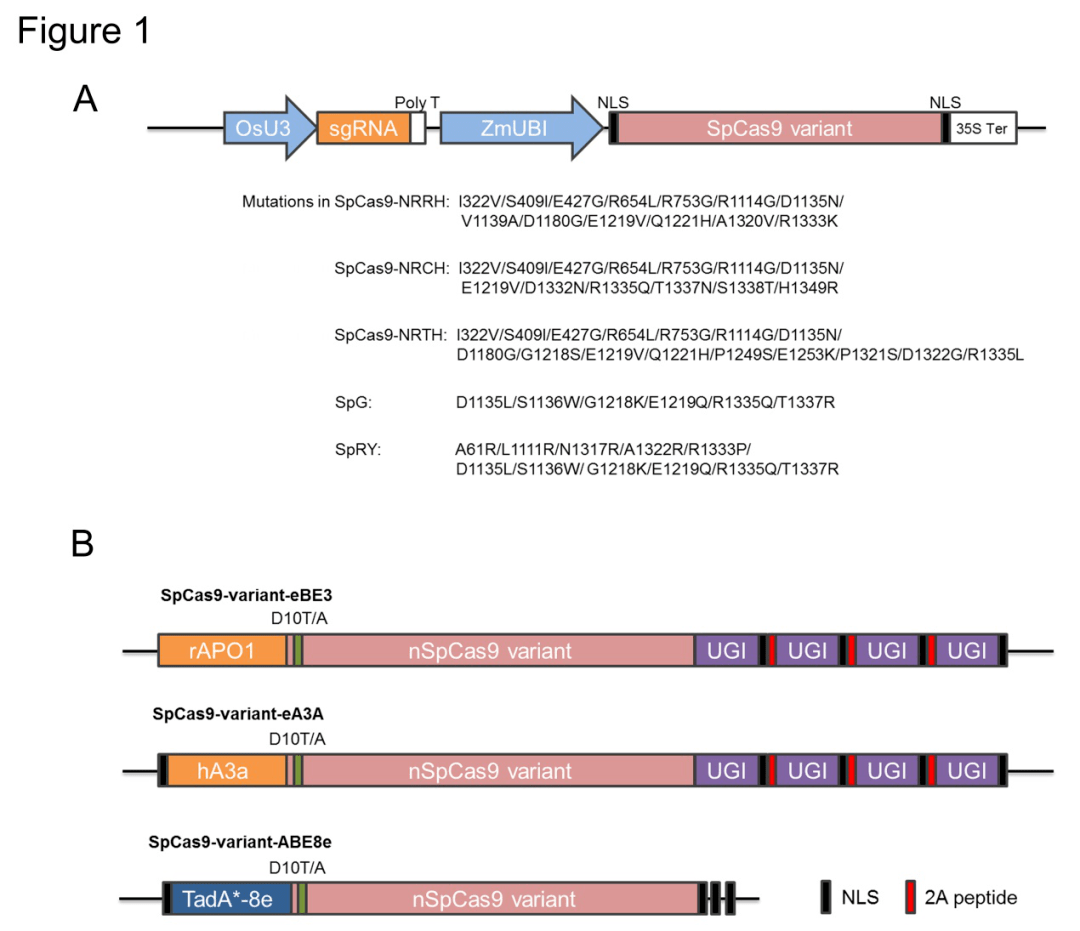 安徽省农科院开发植物广泛识别非典型pam序列的spcas9变体编辑工具盒