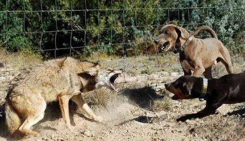 不瞒你说:土狗搏斗孤狼 藏獒看到羞愧 结果让人出乎意料!