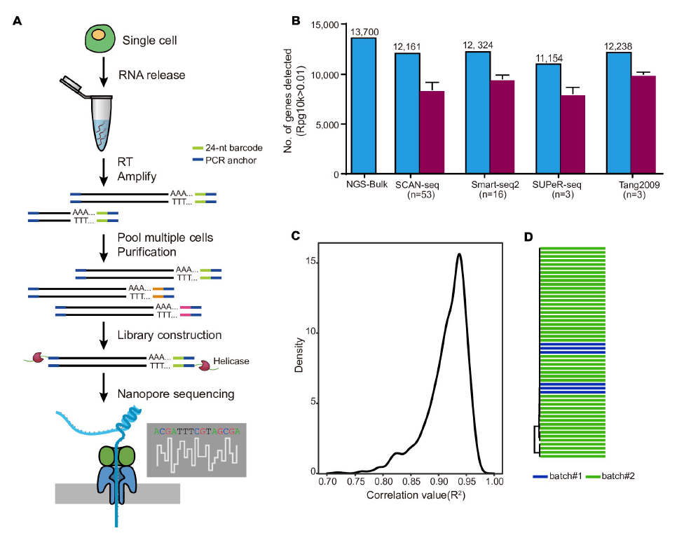 plos biology 汤富酬课题组与希望组开发出单细胞转录组三代单分子