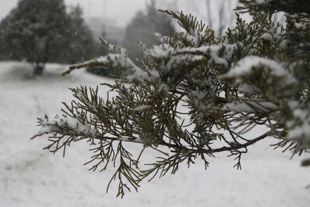 雪如"约"而至,妆扮新城_大雪