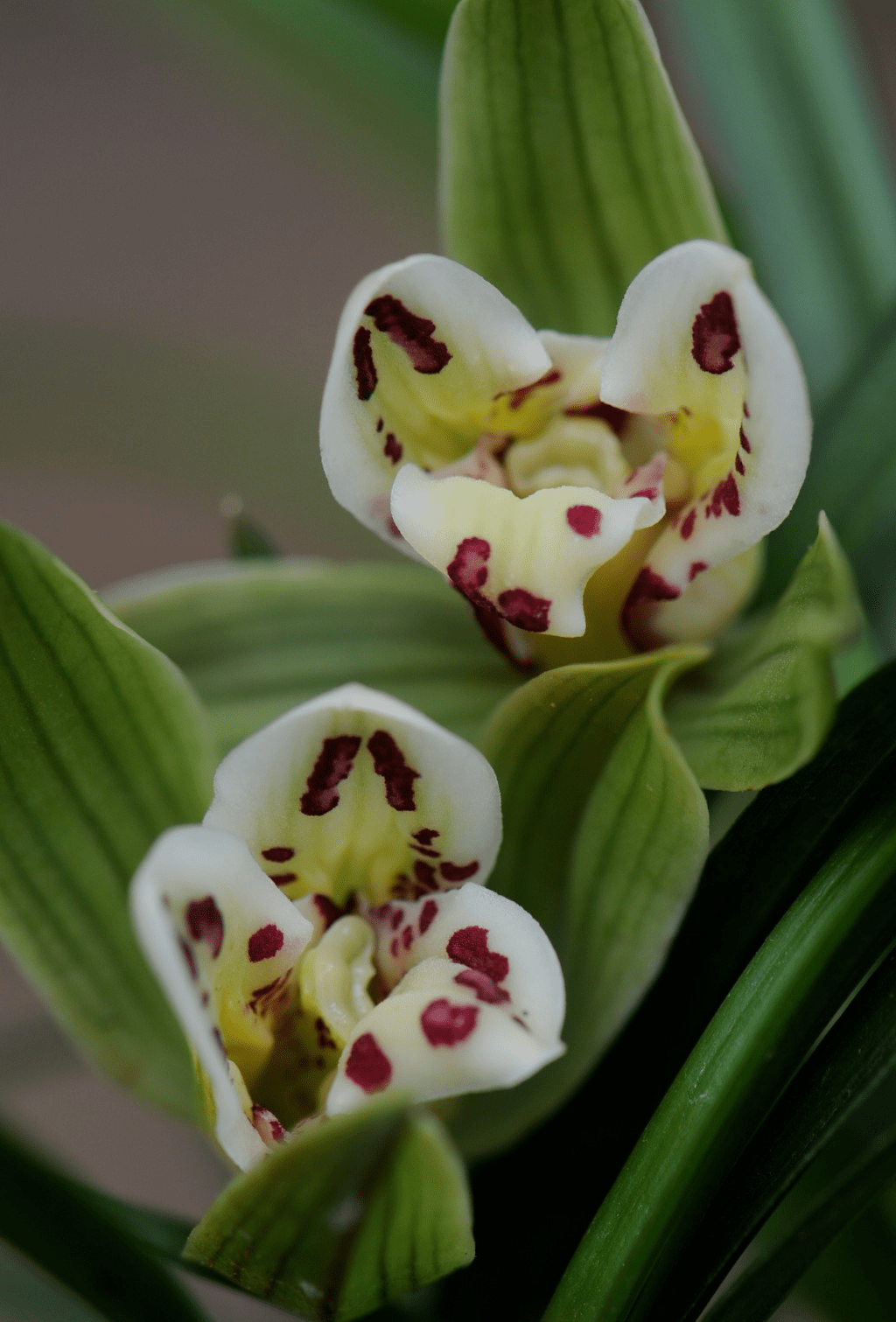 大唐凤羽(350万元)06天逸荷春兰(1000万元)05水晶兰花(1230万元)04鬼