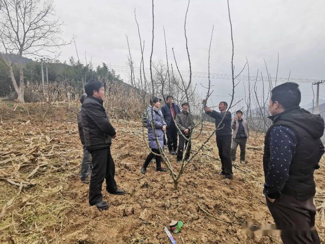 "通过此次花椒冬季综合管护培训,使我进一步掌握了花椒的管理技术