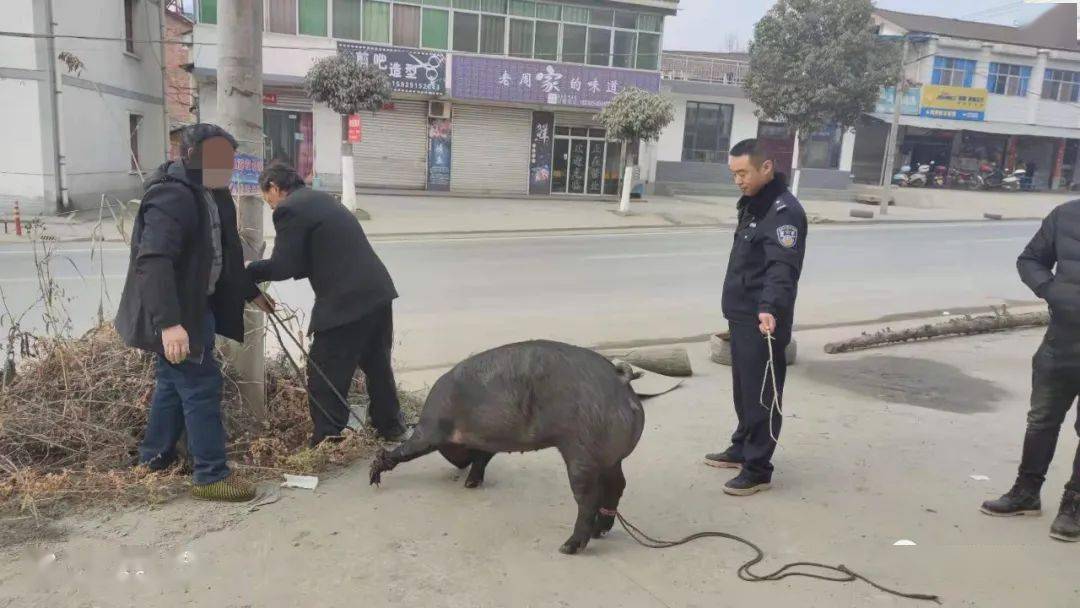 咋办丨过年猪破网逃走了