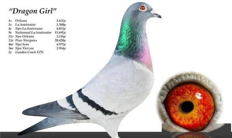 连获四次冠军的超级鸽龙女孩