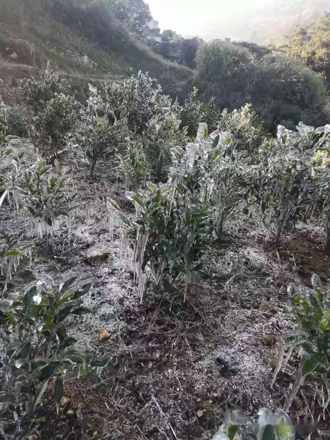 受寒潮影响31日早晨我县出现大范围低温霜冻天气