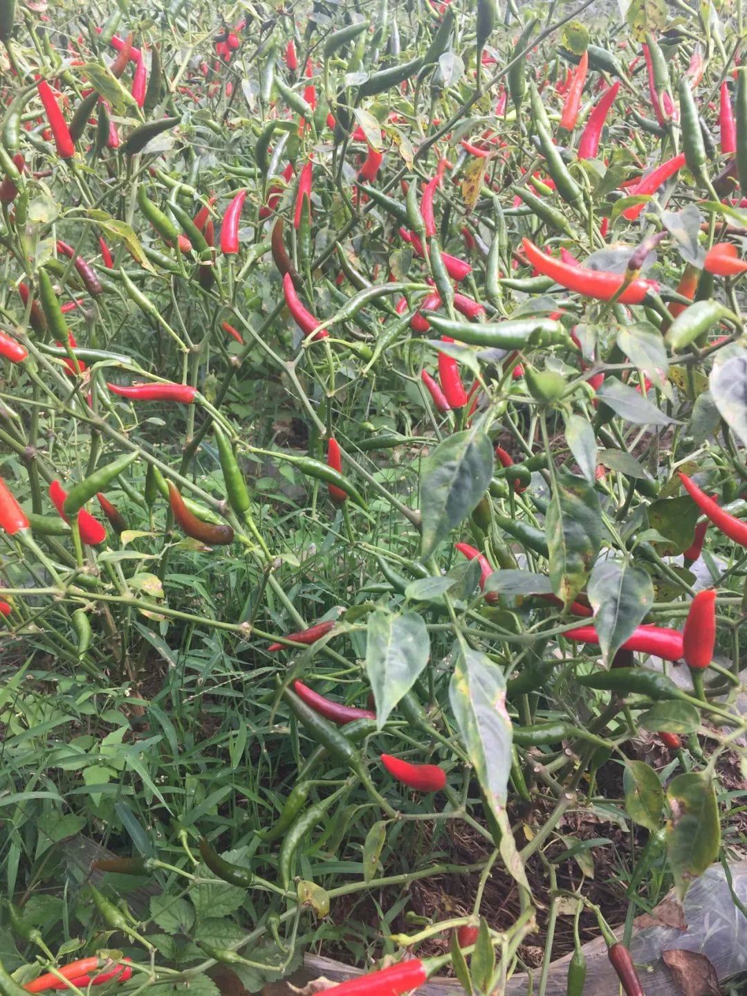 小小野山椒结出致富果