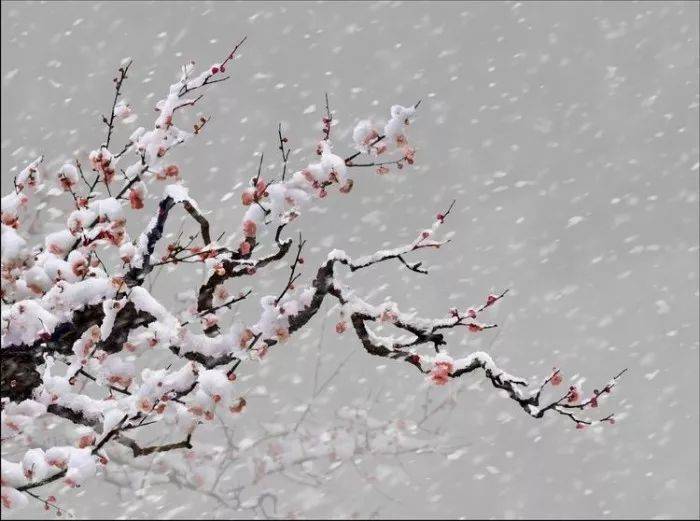 故下封枝雪.深院卷帘看.应怜江上寒.