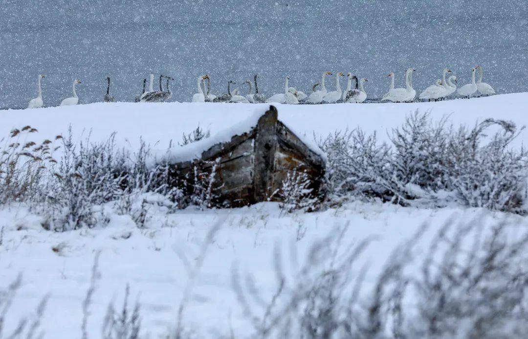 天鹅沐雪图风雪摄影人鹅舞雪花飞