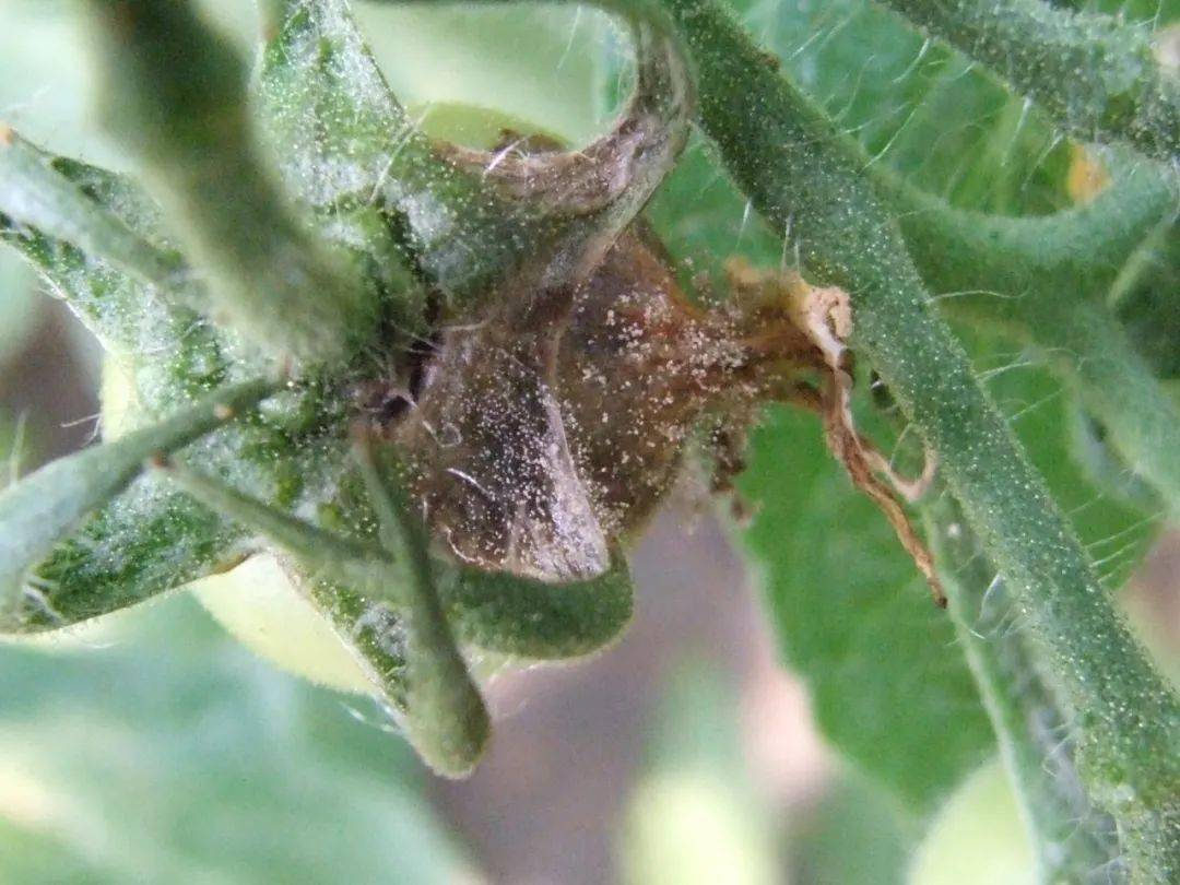 锈病,赤霉病,叶斑病,斑点落叶病,根腐病,炭疽病,蔓枯病,褐斑病,黑痘病