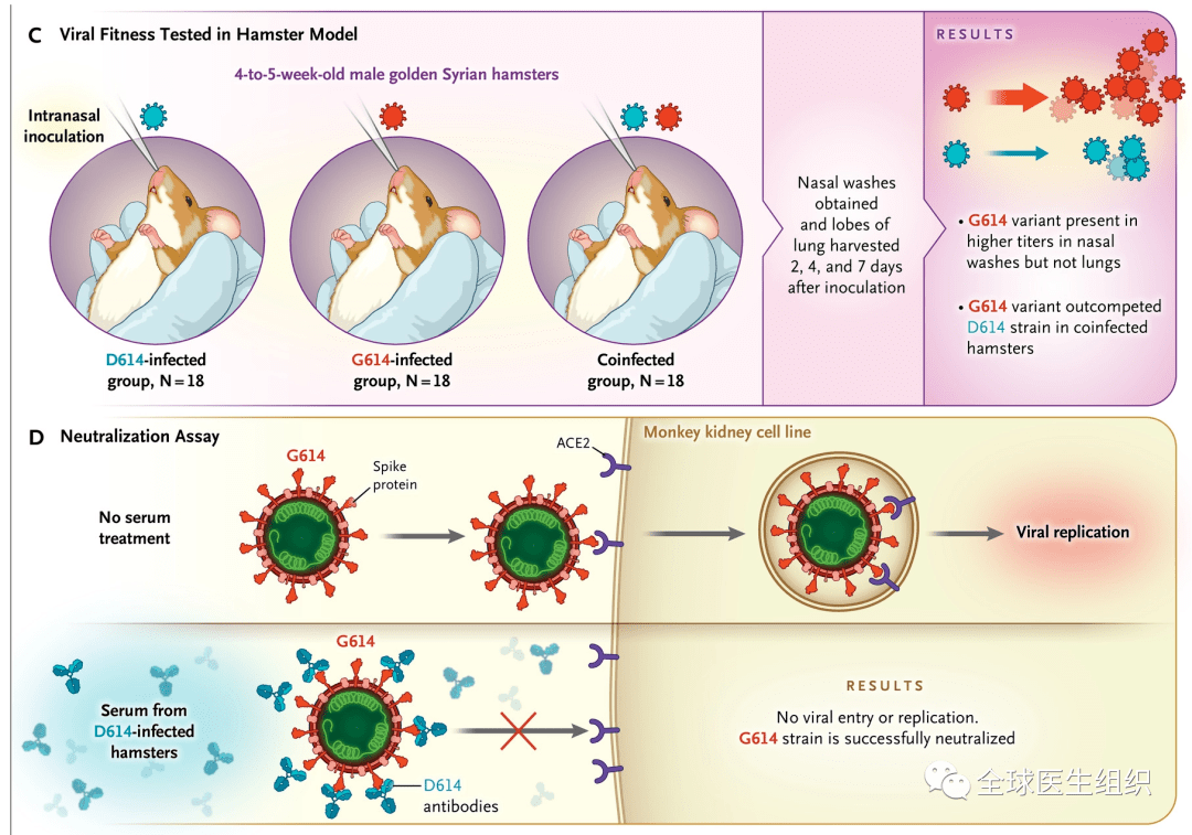 图中红色g614是sars-cov-2变异体,显示对人肺表皮细胞株和微支气管