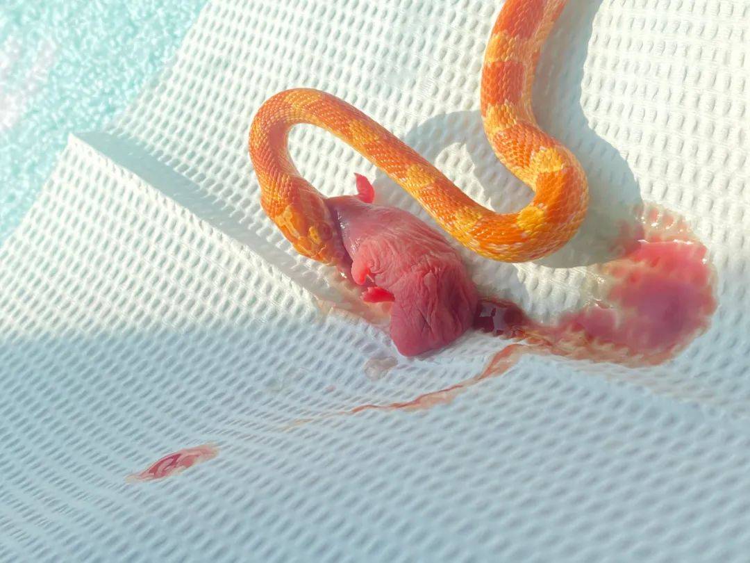 1214期①蟒蛇活活吞下一只猫②鸟上当了骗子③吃东西是快乐的④河马