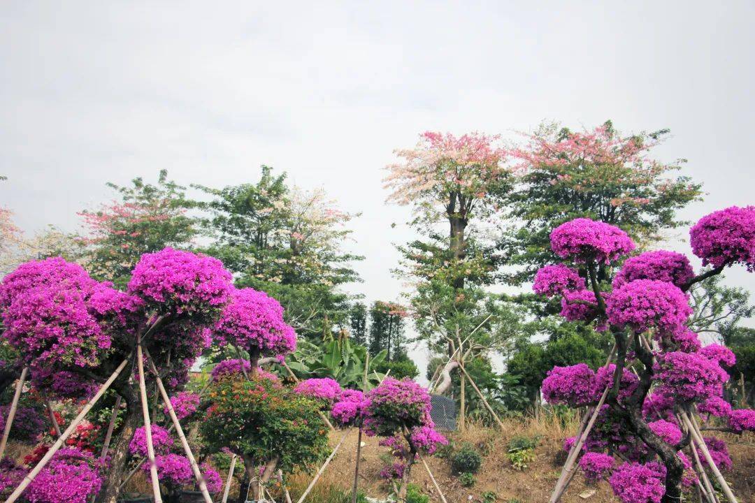 橫欄花木種植面積約3萬畝,其中連片面積超過1萬畝,基本形成了以三沙村