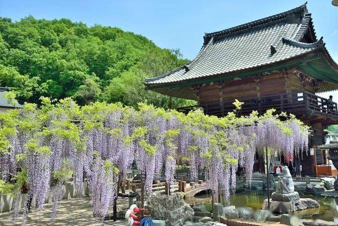 花之寺日本四季草花地图