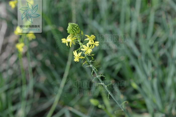 鳞芹也想变热门