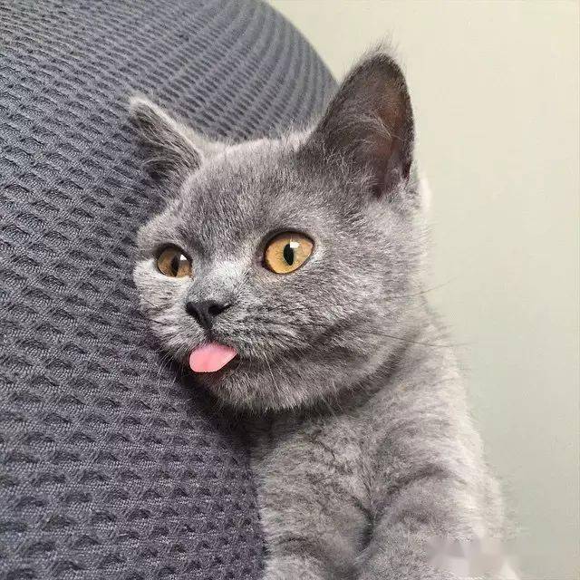 猫咪吐舌头头像图片