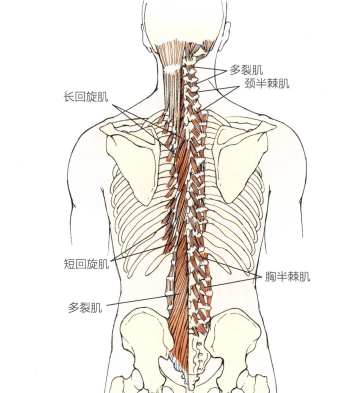 解剖:颈胸段半棘肌,多裂肌,回旋肌