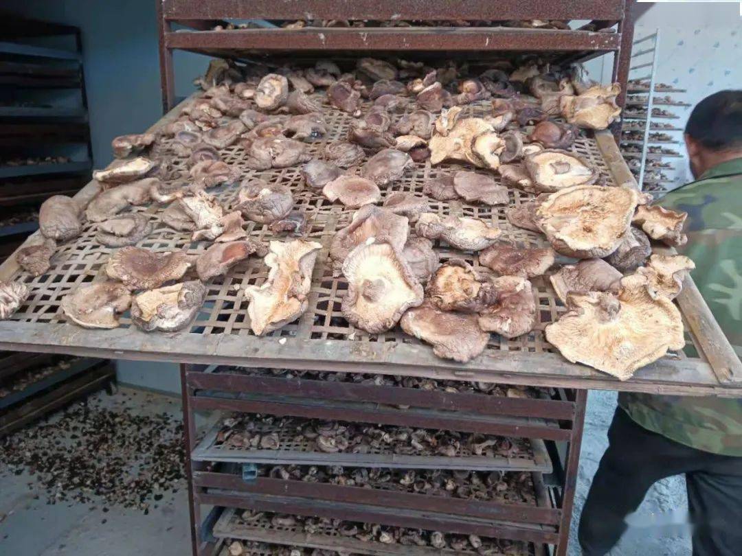 他们种植的  一万多斤香菇  已是深冬时节  面对堆积如山的香菇