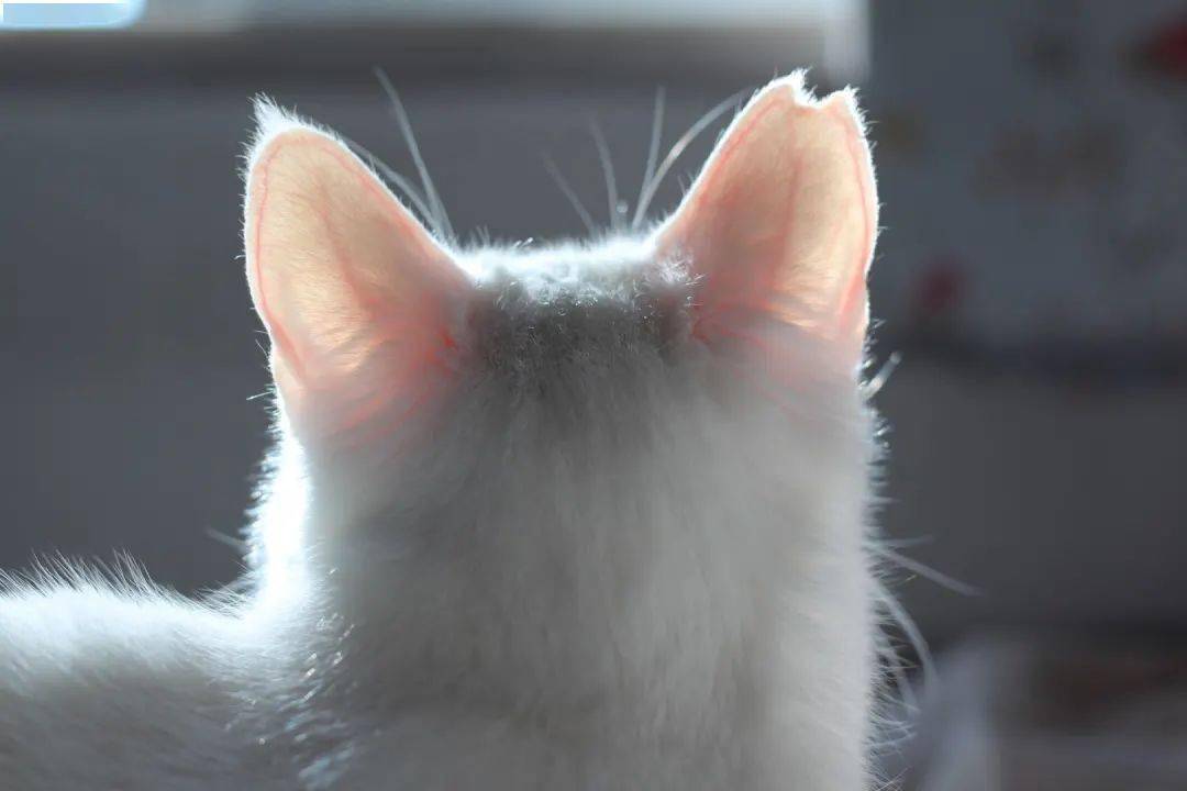 为什么不要投喂流浪猫?我国一年至少121亿野生动物死于猫口