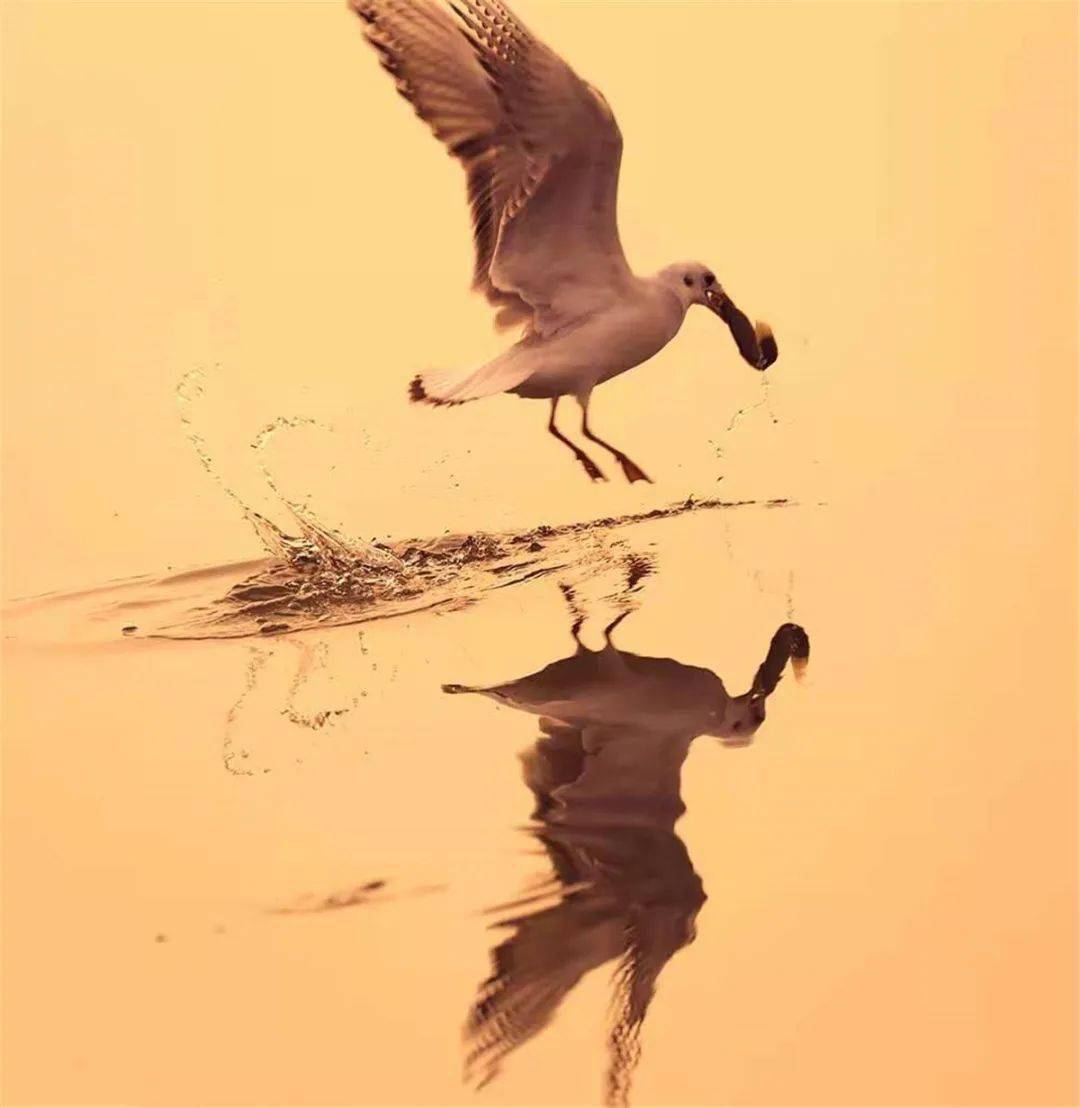 生态专题 | 摄影师于冬旺作品欣赏