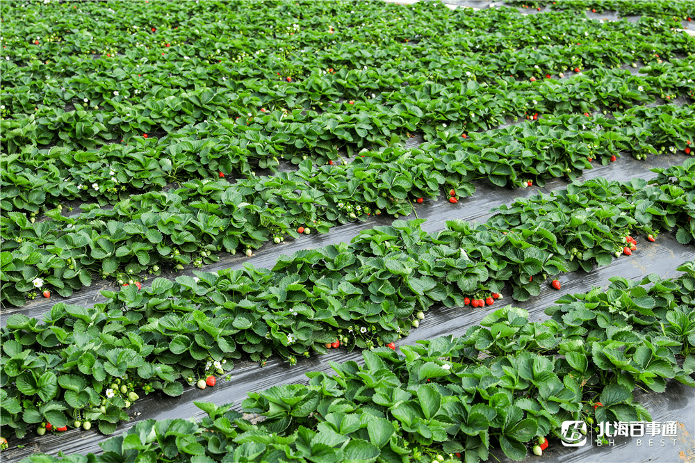 据说是北海市区最大的草莓基地,有40亩的草莓田,里面种植了牛奶草莓.