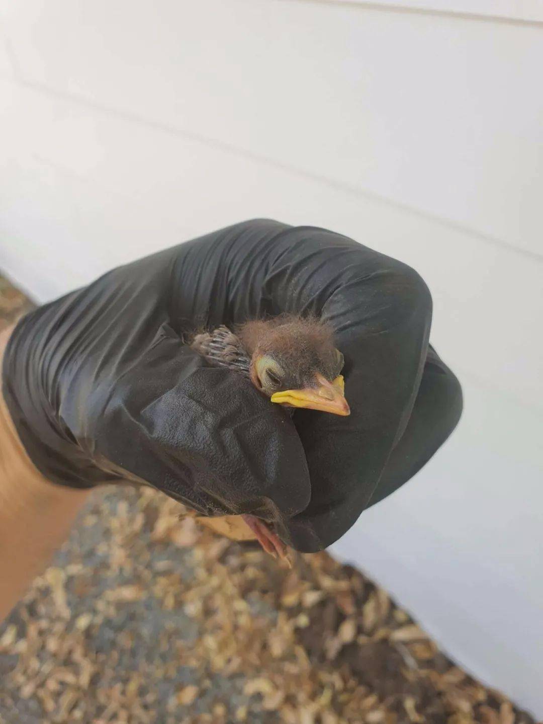 將雛鳥送回樹上的鳥巢中