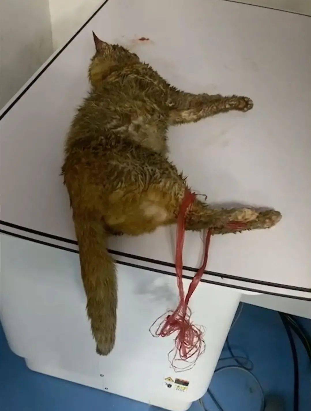 猫咪被熊孩子虐待后丢弃街头只剩最后一口气它不甘心这样卑微的死去