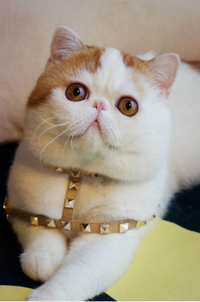 惊艳这只喵竟然长了一张超可爱的大饼脸