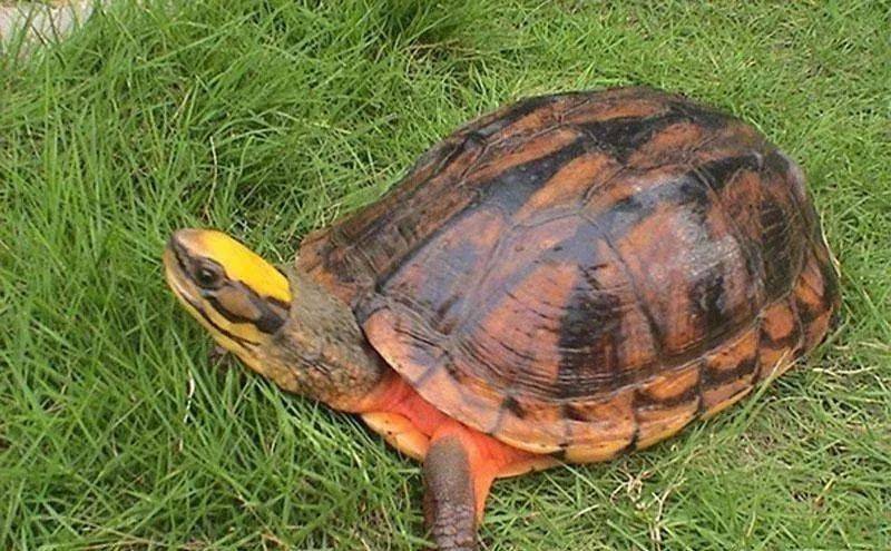 金钱龟(三线闭壳龟),是目前我国比较高端的一个龟品种.