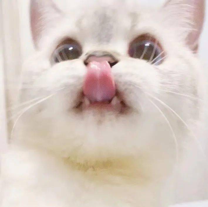 【沙雕表情包】猫咪臭娜娜表情包