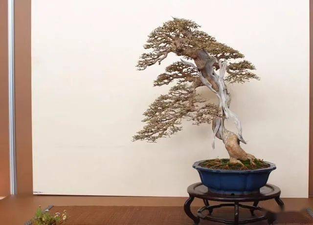 盆景老手都未能掌握的最全盆景树种名录