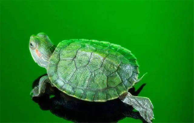 小小的巴西龟你会养么