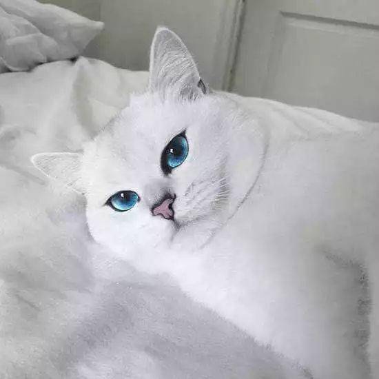 天生自带眼线的猫咪,美得让人嫉妒