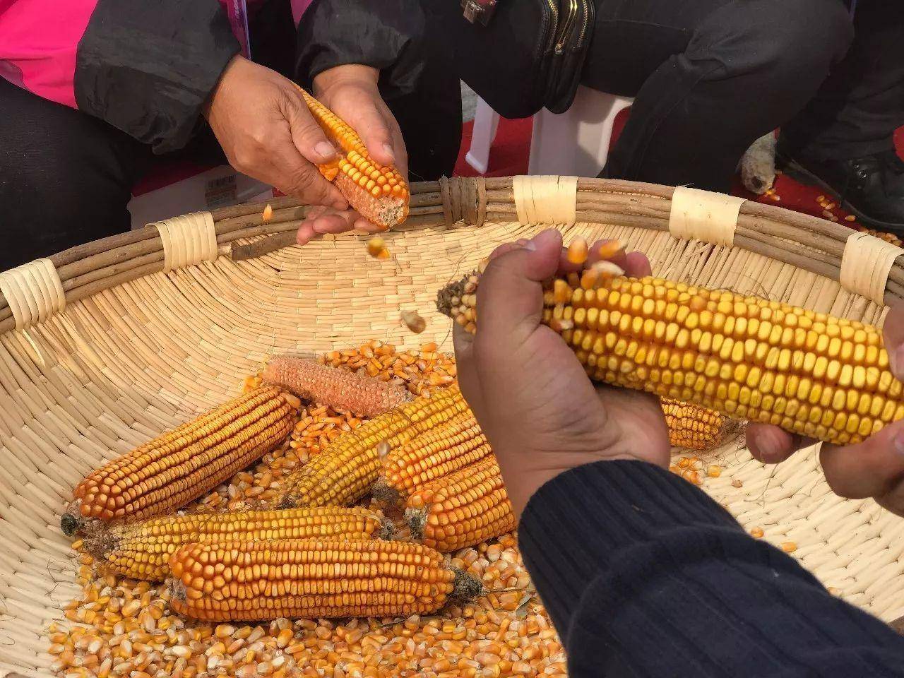 东北风情02搓玉米