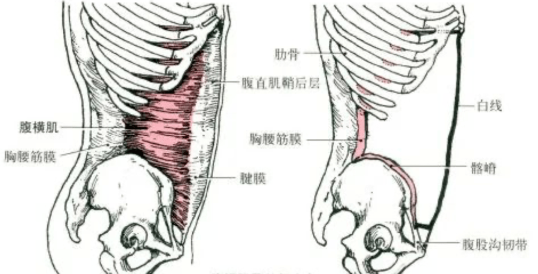 腰肋三角区图片图片