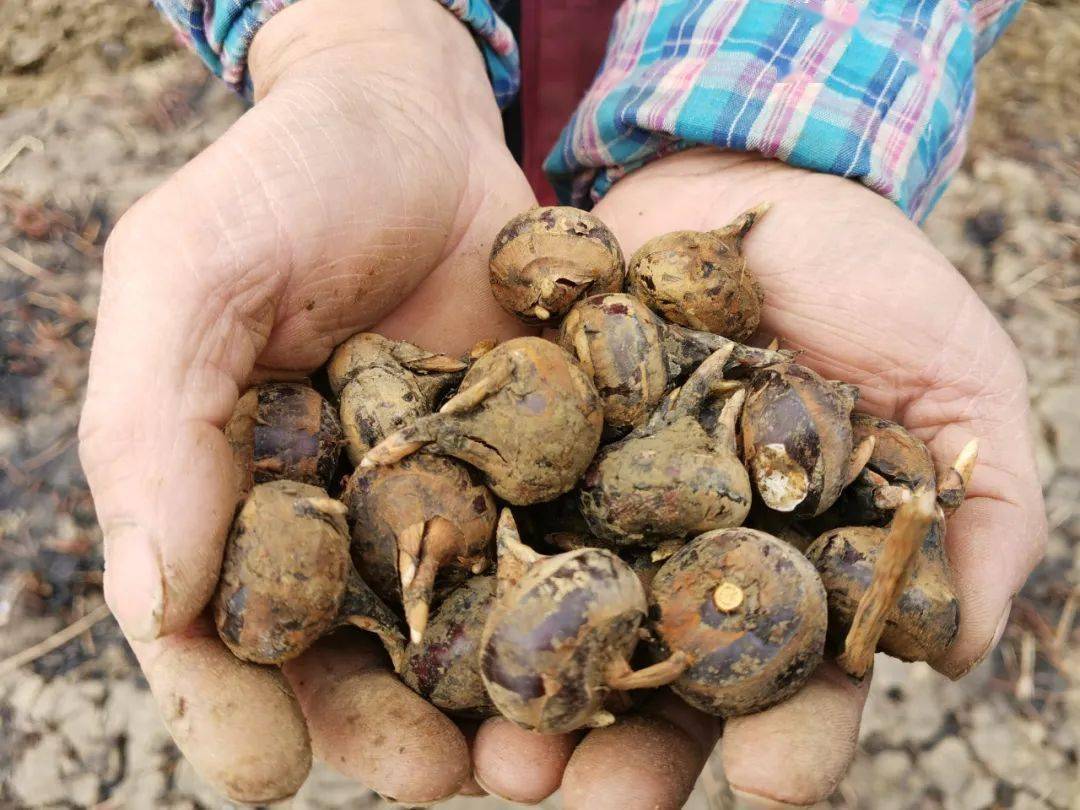 石潭这里种的马蹄是咸的?感觉奇怪的知识又增加了